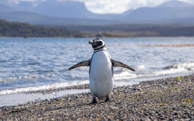 Les pingouins d’Ushuaïa